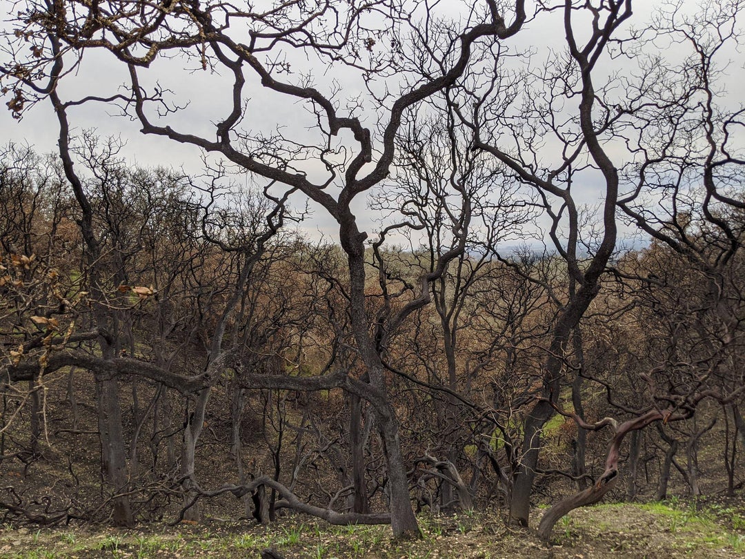 Foothill Regional Park, Sonoma County, CA