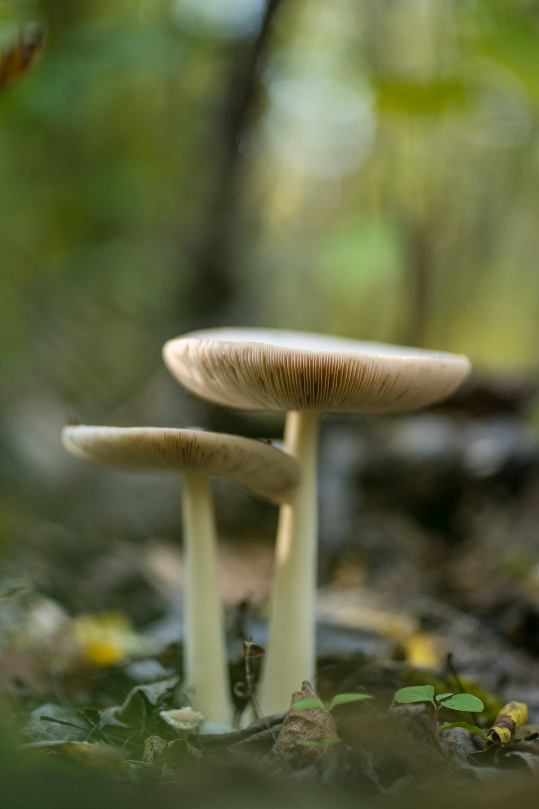 Saw a destroying angel on a hike.