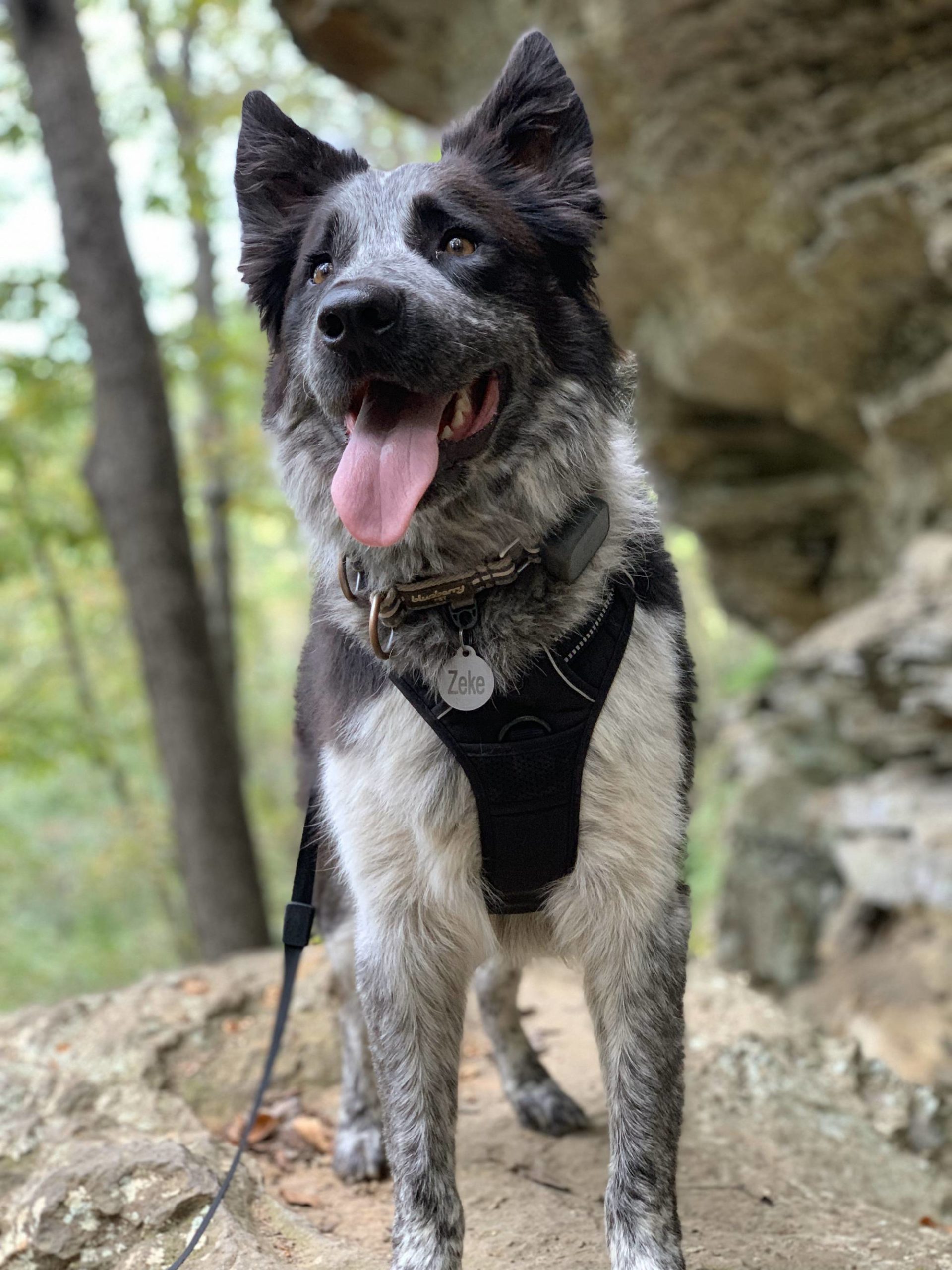 Sele enjoying the hike