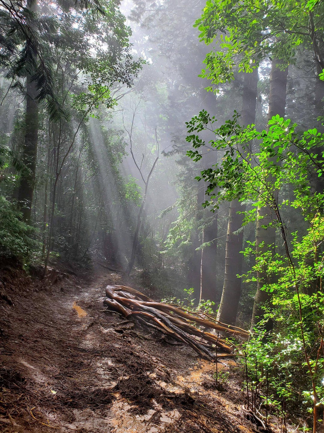 Kauai Hike on Sleeping Giant West Trail after the rain 17click for numberx3024 OC