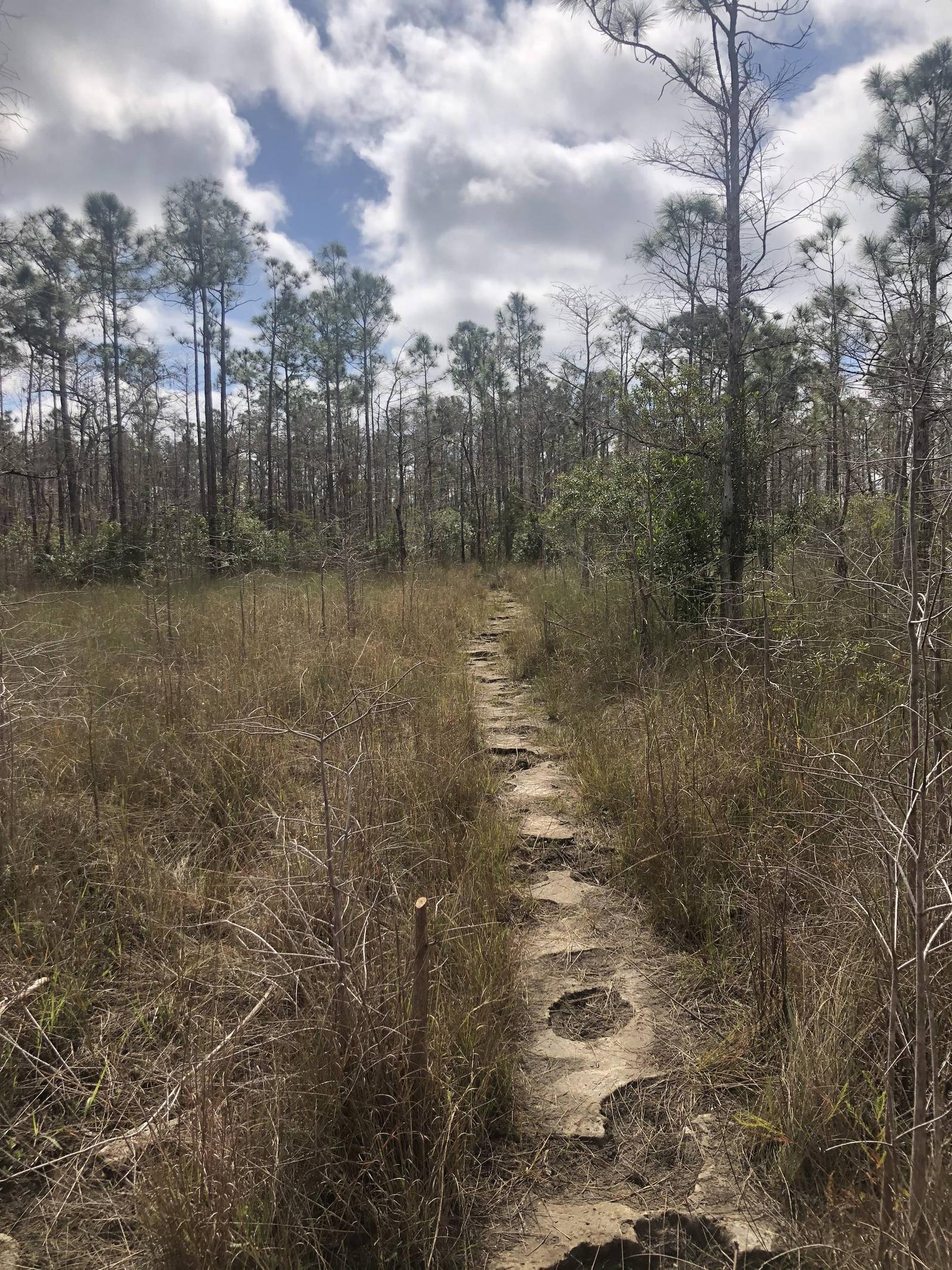 Exposed limestone trail. Big cypress National Preserve. Florida,US