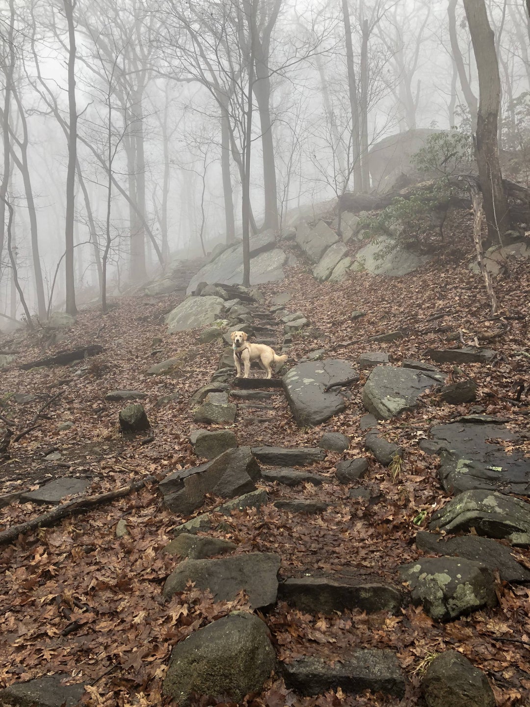 Foggy day at Bear Mountain with my best hiking buddy