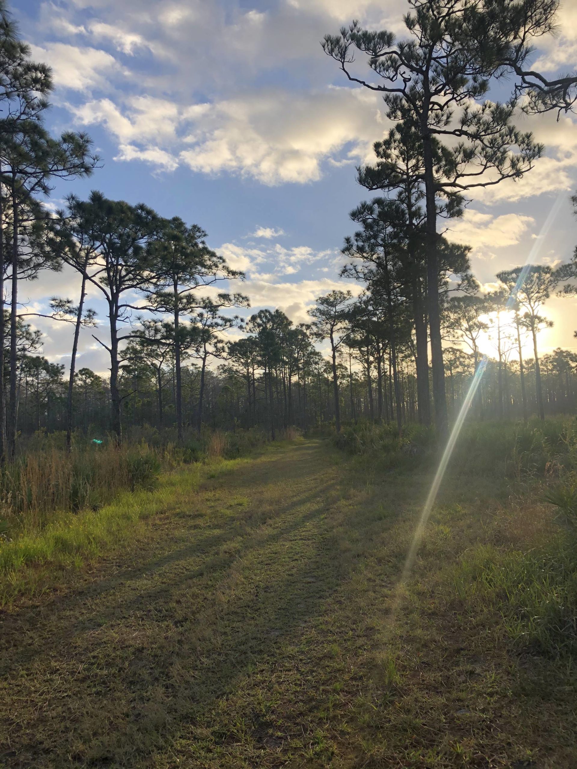 Morning light. Jonathan Dickinson state park. Hobe Sound, Fl