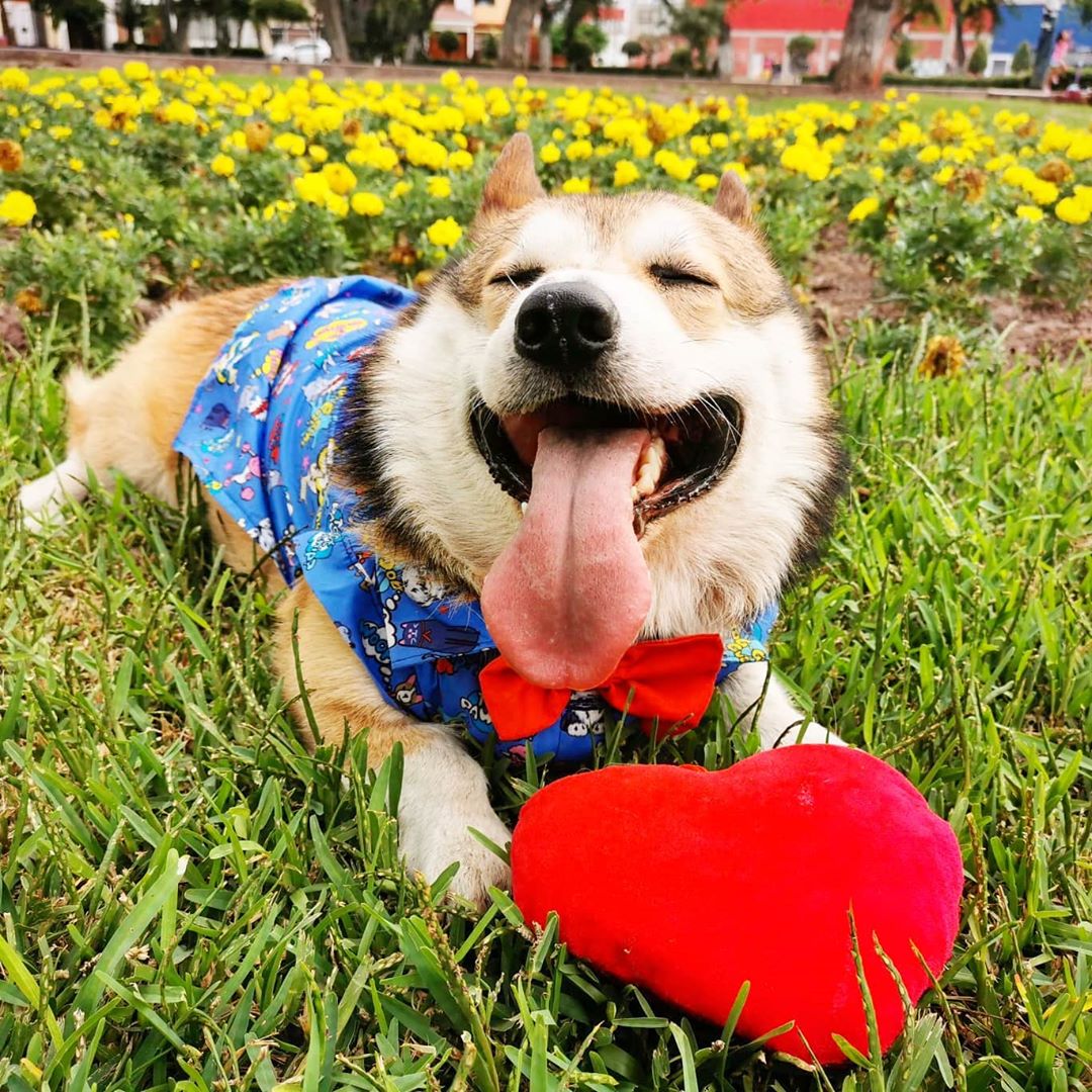 Te doy mi vida y una vida extravalentine geek corgi corgilove flowers outdoors sunday pe…