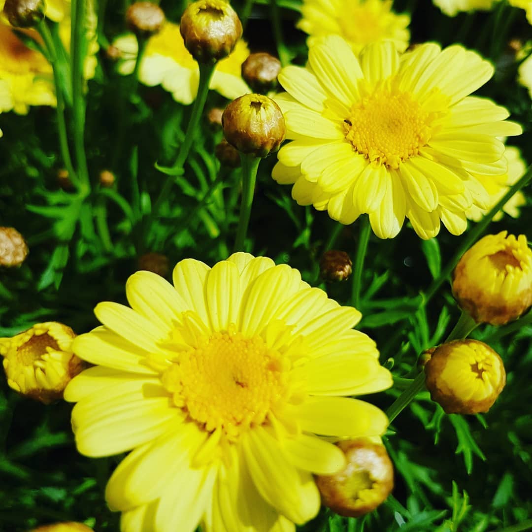 yellow gardening garden flowers flowerstagram love loveflowers plantsofinstagram plantlife …