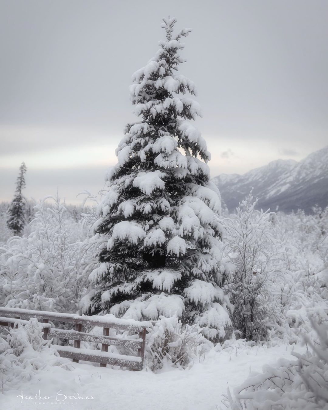 Anyone else love the peace and calm that comes after a storm alaska snow winter peace calm tr…