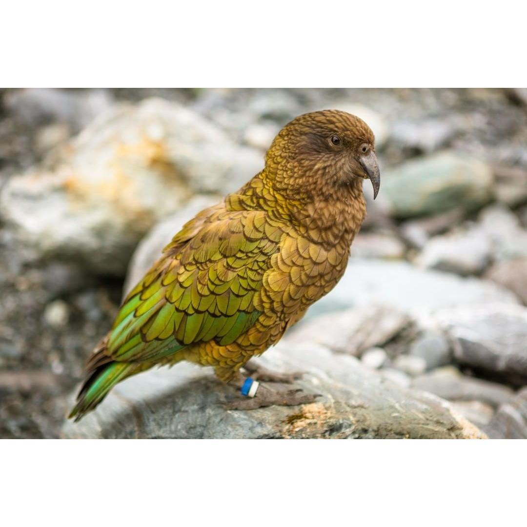 photo credit Next time youre playing freeze tag, you might want to invite the Kakapo …