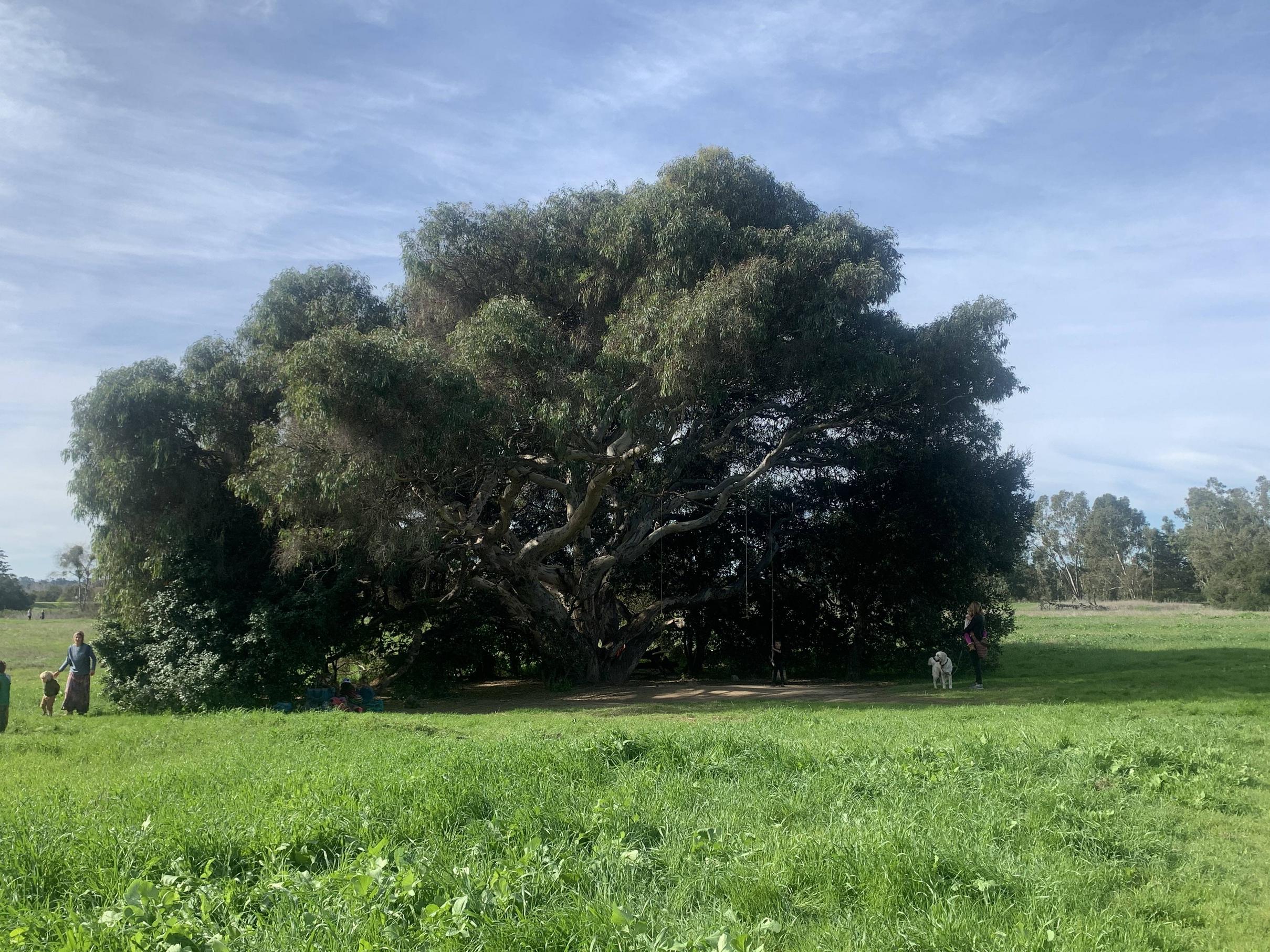 My mom promised her hiking group Id get a tree ID for them. She swears this is a eucalyptus tree, but unlike any shes ever seen due to the shape. Is it true