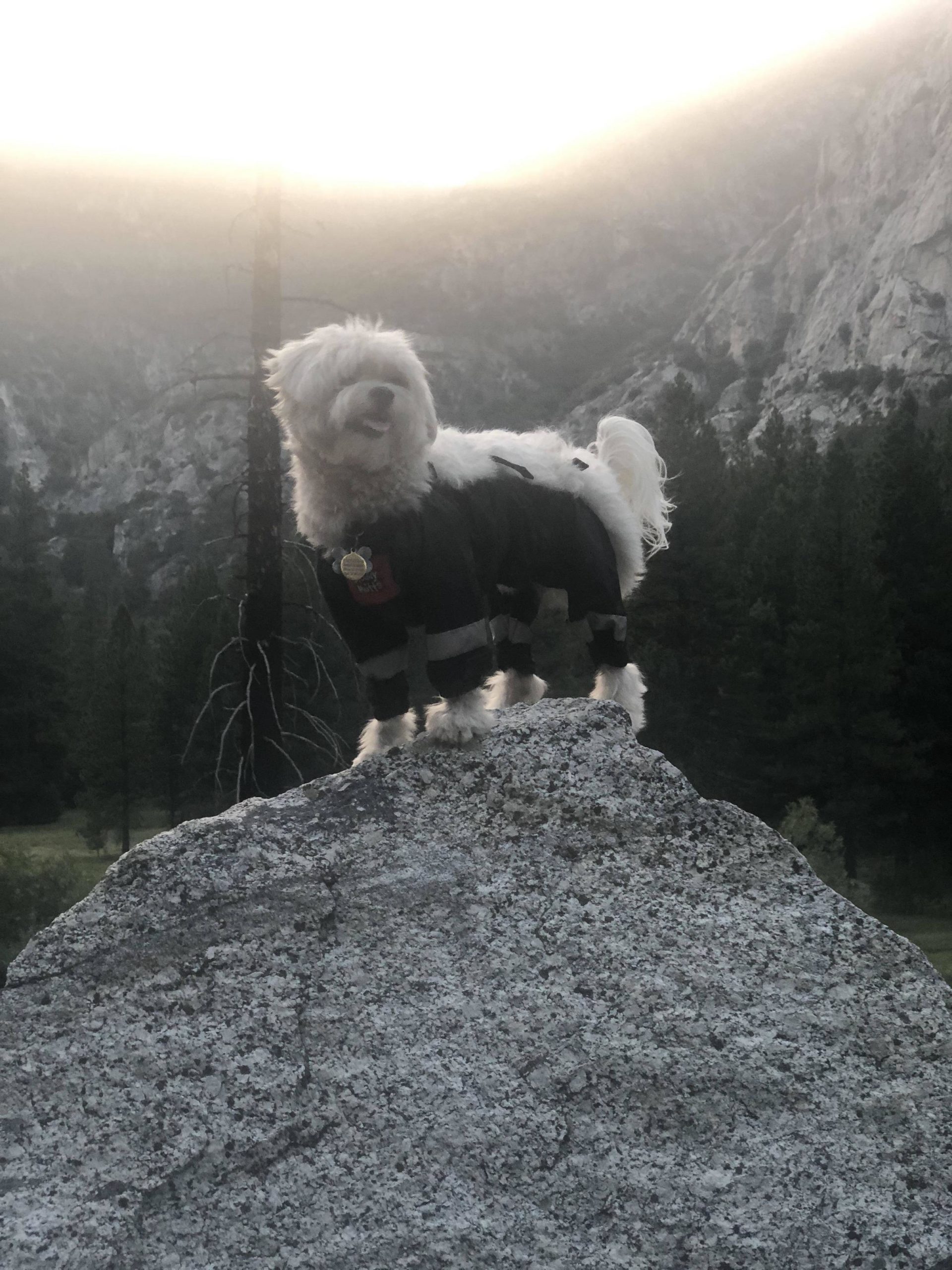 My dog has her own pair of tiny hiking pants.