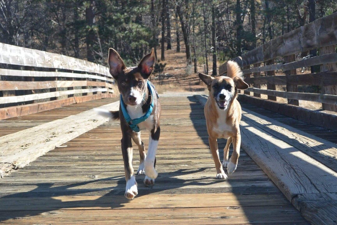 Roxy right and Lilly left enjoying a hike at Camp Cuyamaca near Julian, CA during a weekend campout with friends last October.