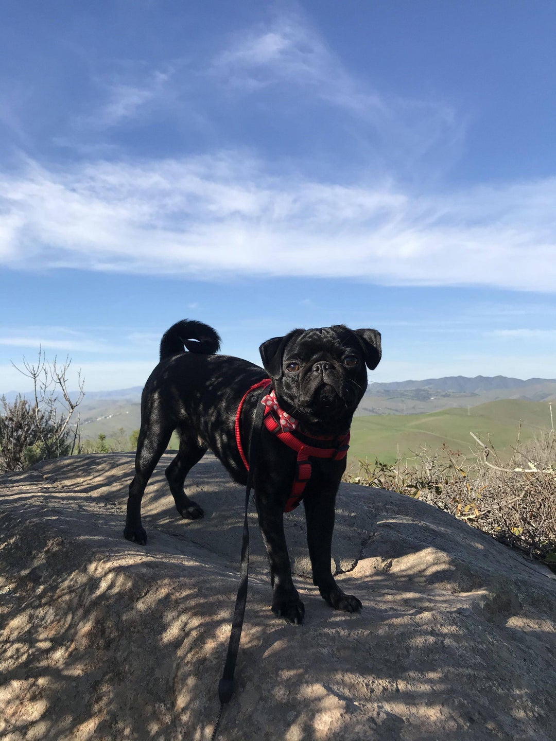 Minnie loved her hike.