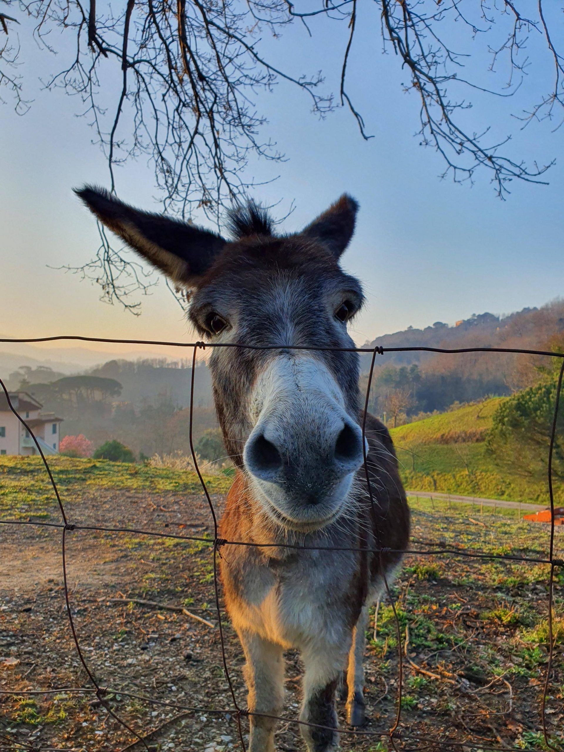 Made a new friend during my hike