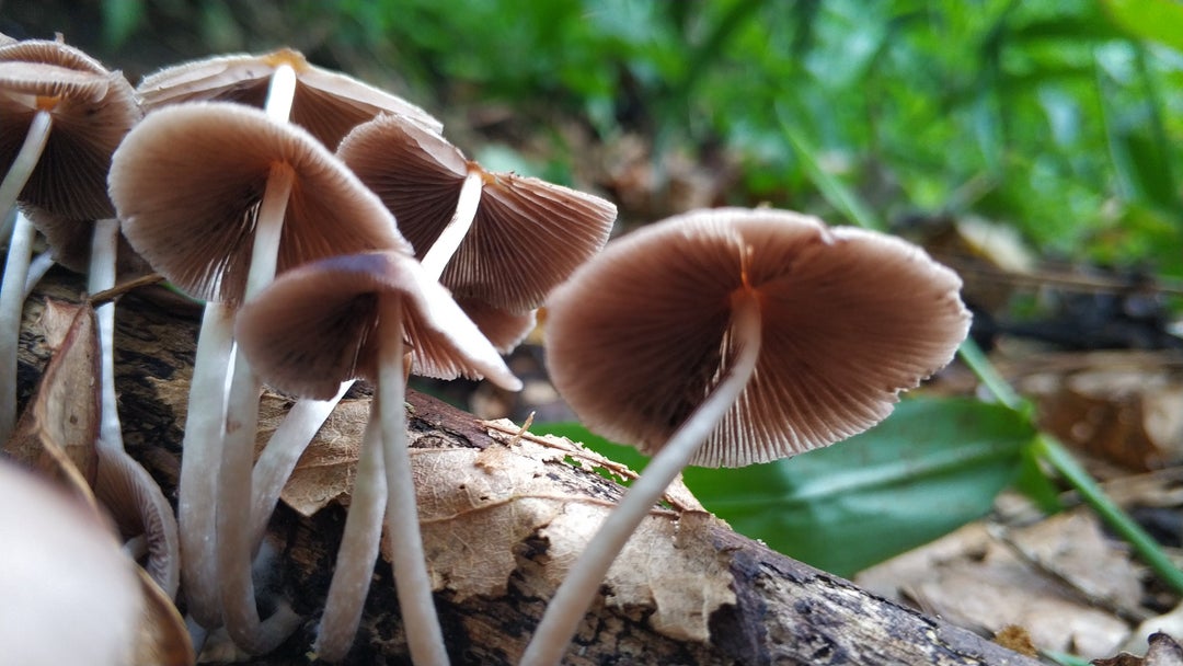 Fungi album from the hike to Rinjani volcano in Indonesia