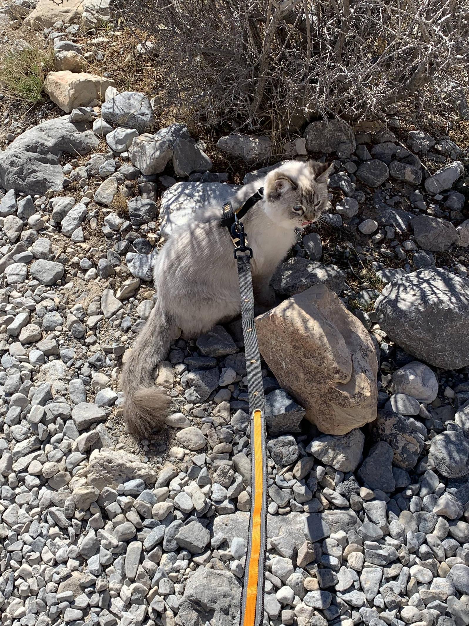 We took our cats hiking today