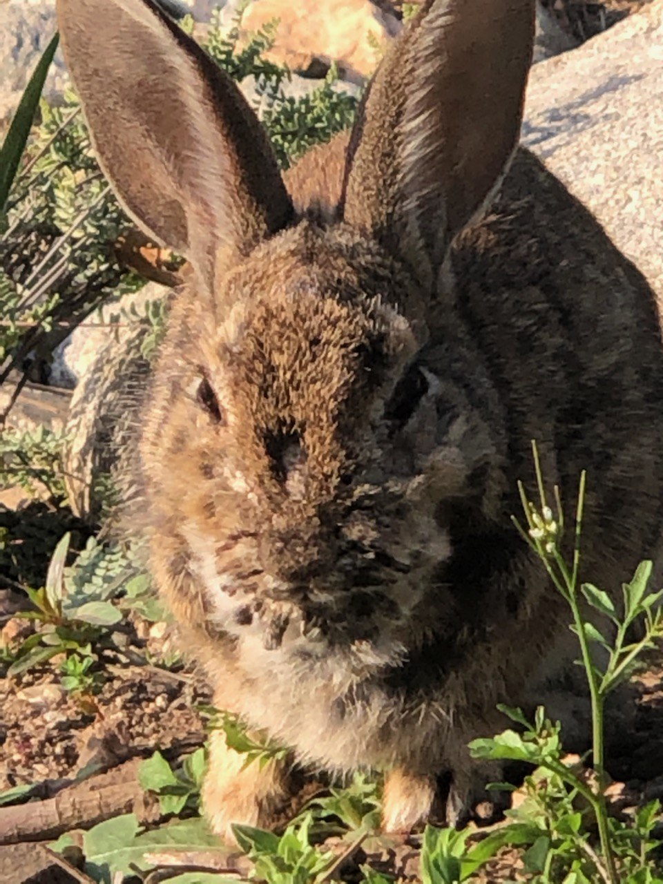 Out hiking today, ran into General Woundwort from Watership Down.