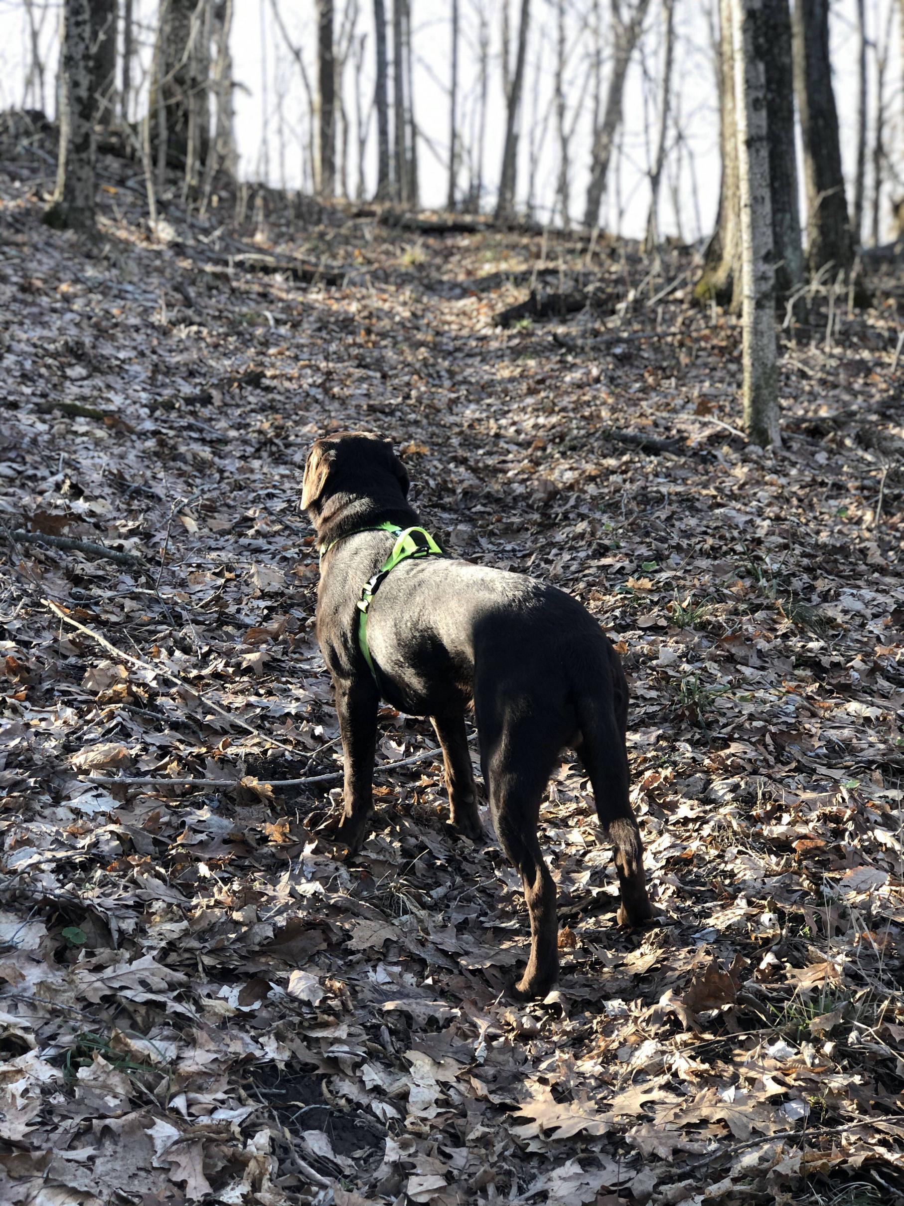 First proper hike of 2020 with my little buddy, Jackson.