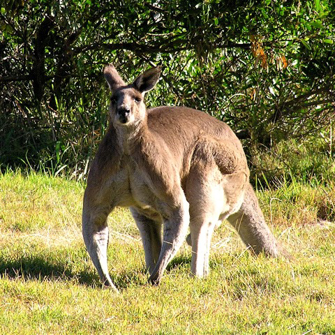 Arnold the kangaroo Ran across this guy while hiking in Eastern Australia. Scared the crap out of me