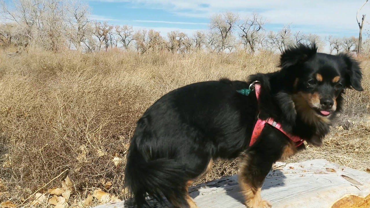 Hiking the Rivers Edge 3 trail in Rio Rancho, NM The Villa Family Vlogs