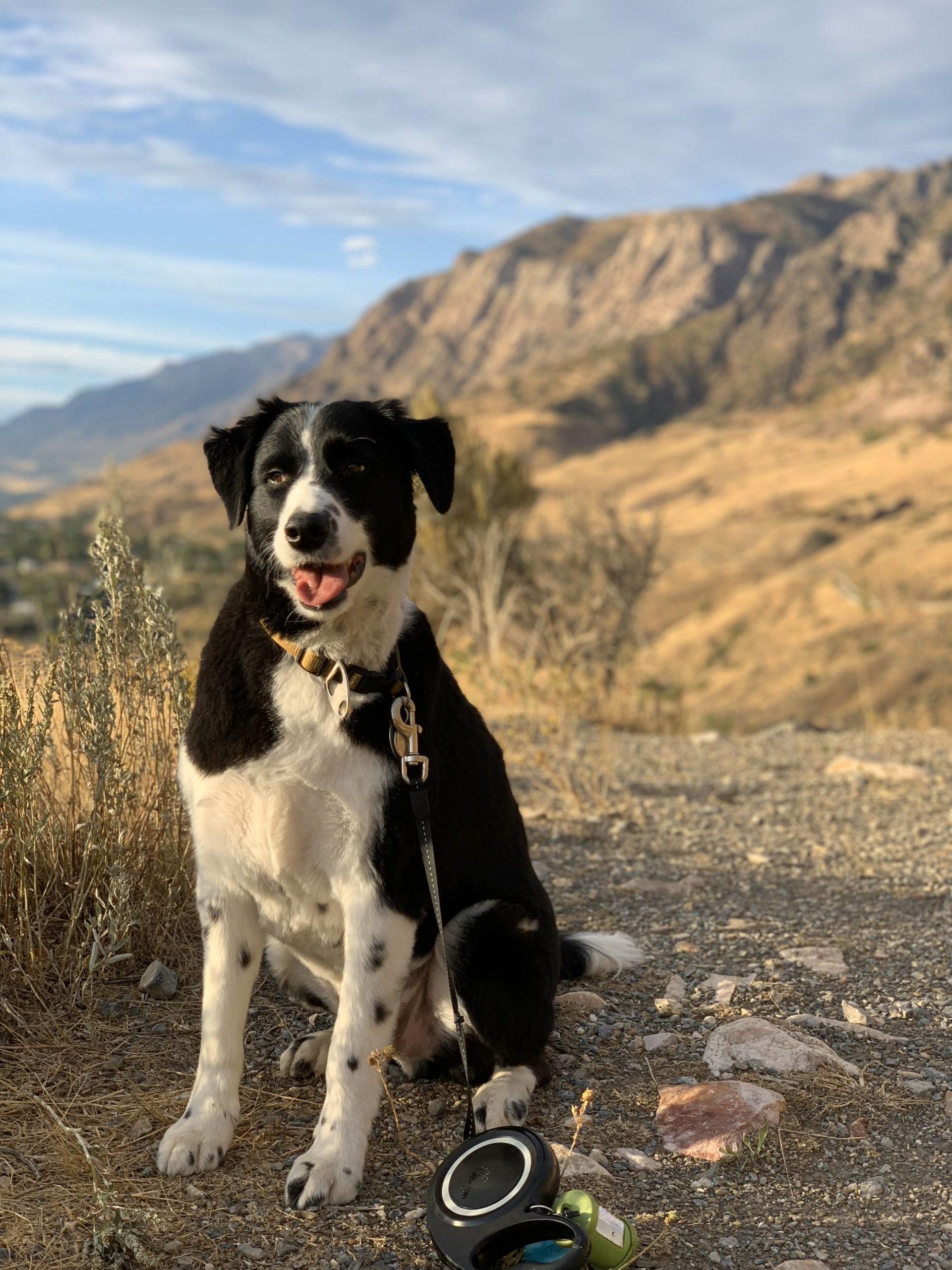 Chipper loves to hike