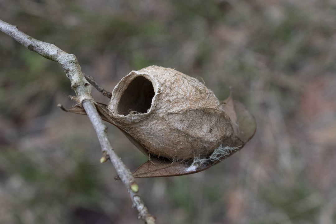 Valrico, FL Found what I assume was someones home hiking along Sydney Dover trails near Tampa, FL.