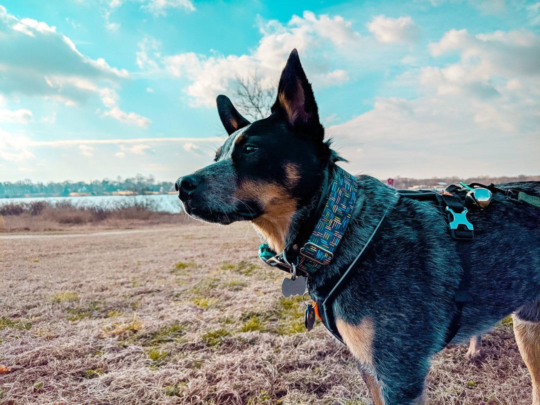 Took my good boy for a hike by the river.