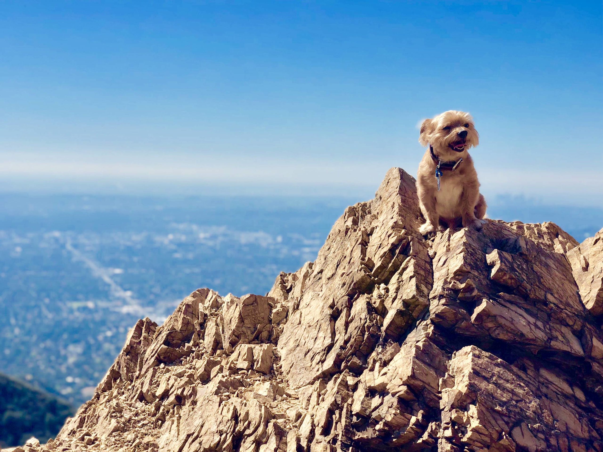 Yorkiepoo proud to finish a 5 mile hike all by himself click to see email