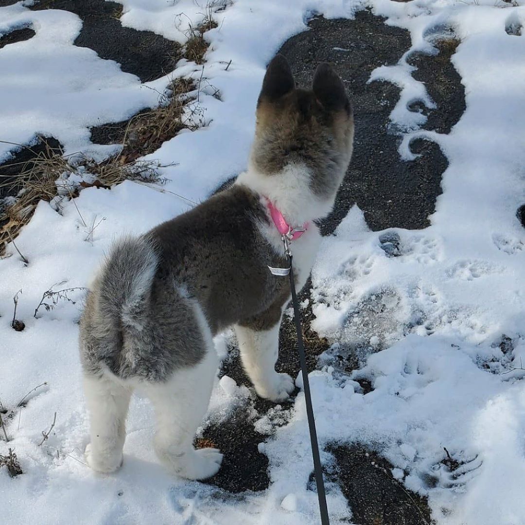 akitalove akita akira akitapuppy akitasofinstagram outdoors