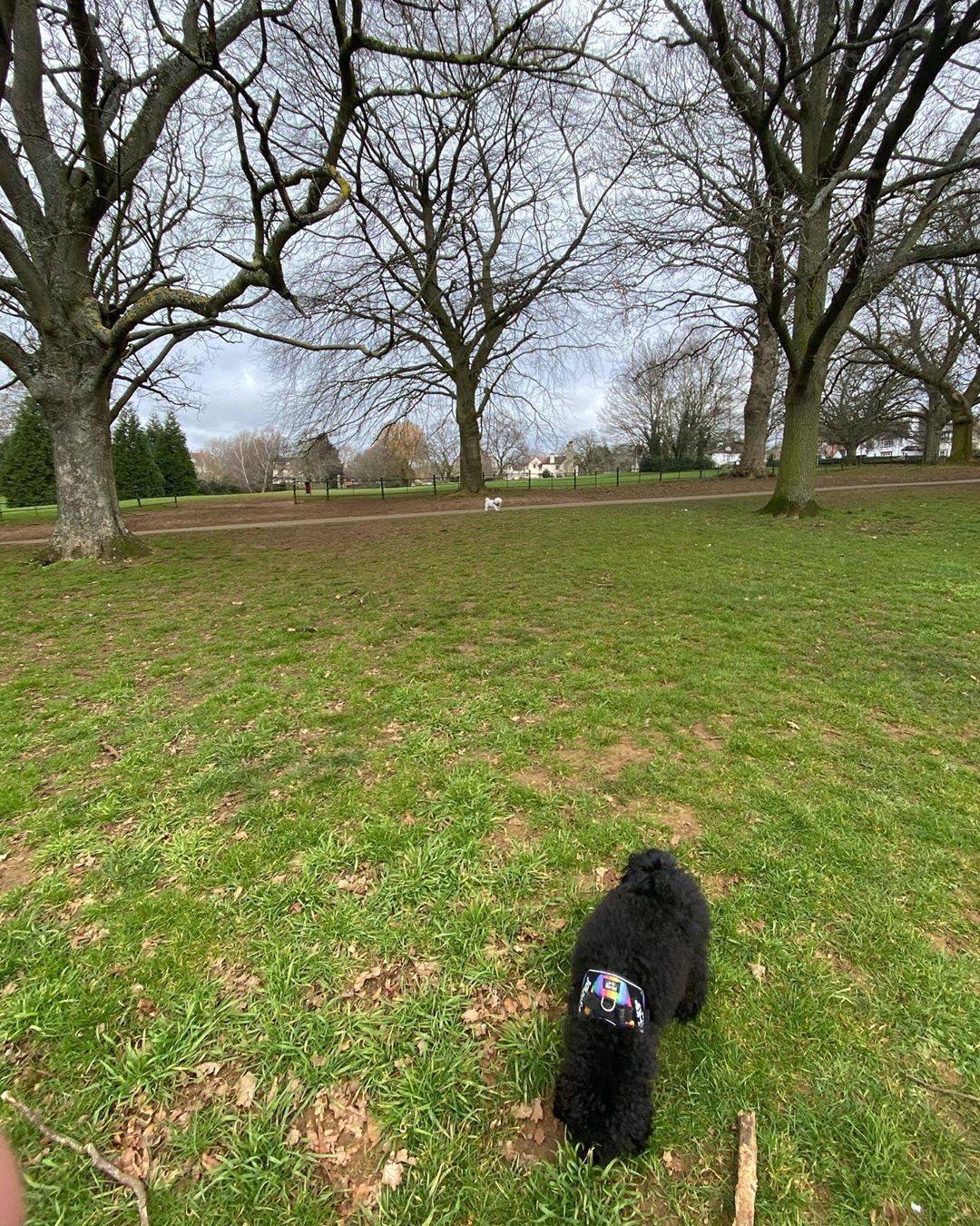 Can you find GhostHe refuses to walk on the muddy grass, its been raining too much for his li…