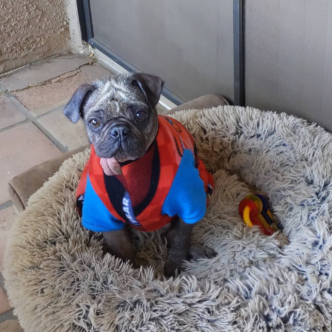 When its 82 out and you demand to be in your fleece. arizona houdinithehairlesspug outdoors all…