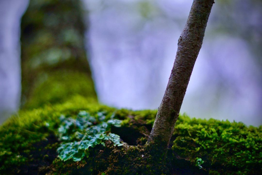 nature naturephotography outdoors trees treesofinstagram green sticks spring mist foggymor…