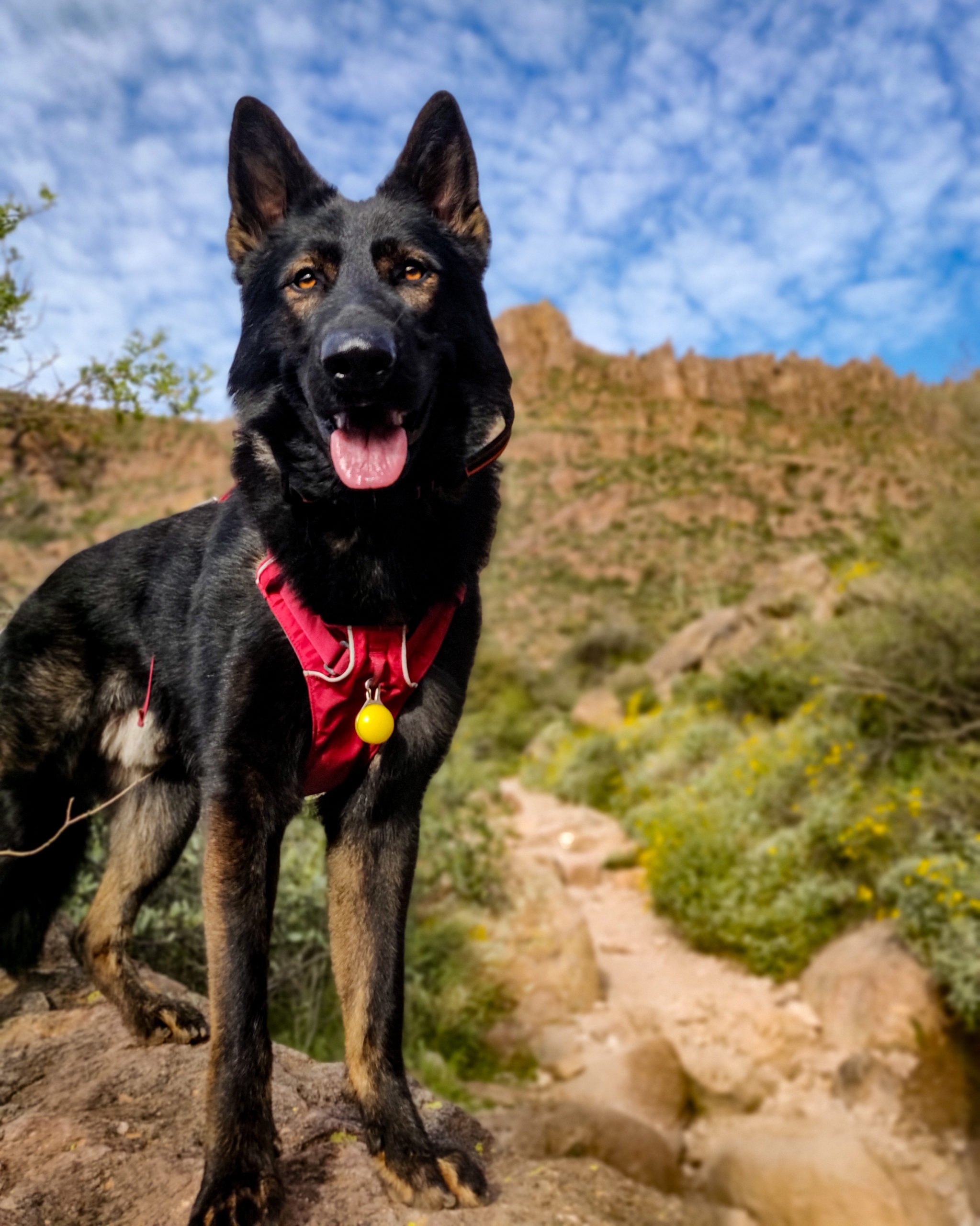 The best hiking buddy because he never complains and always keeps me going farther