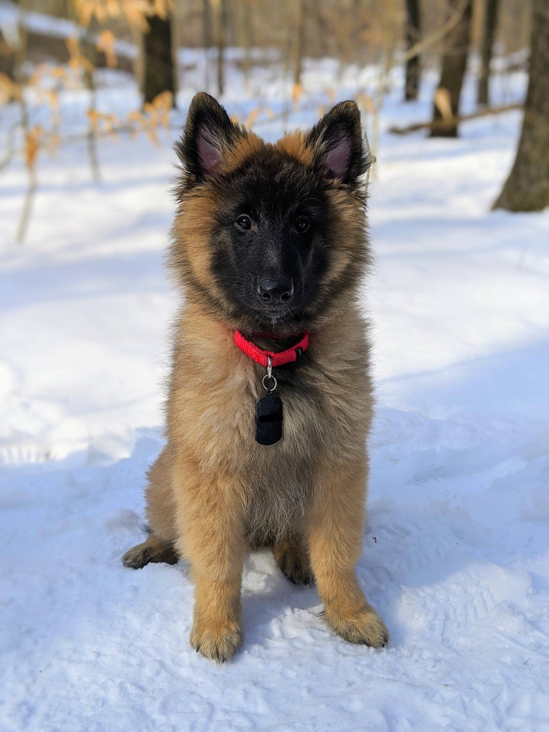 Khal Doggos first hike in the woods