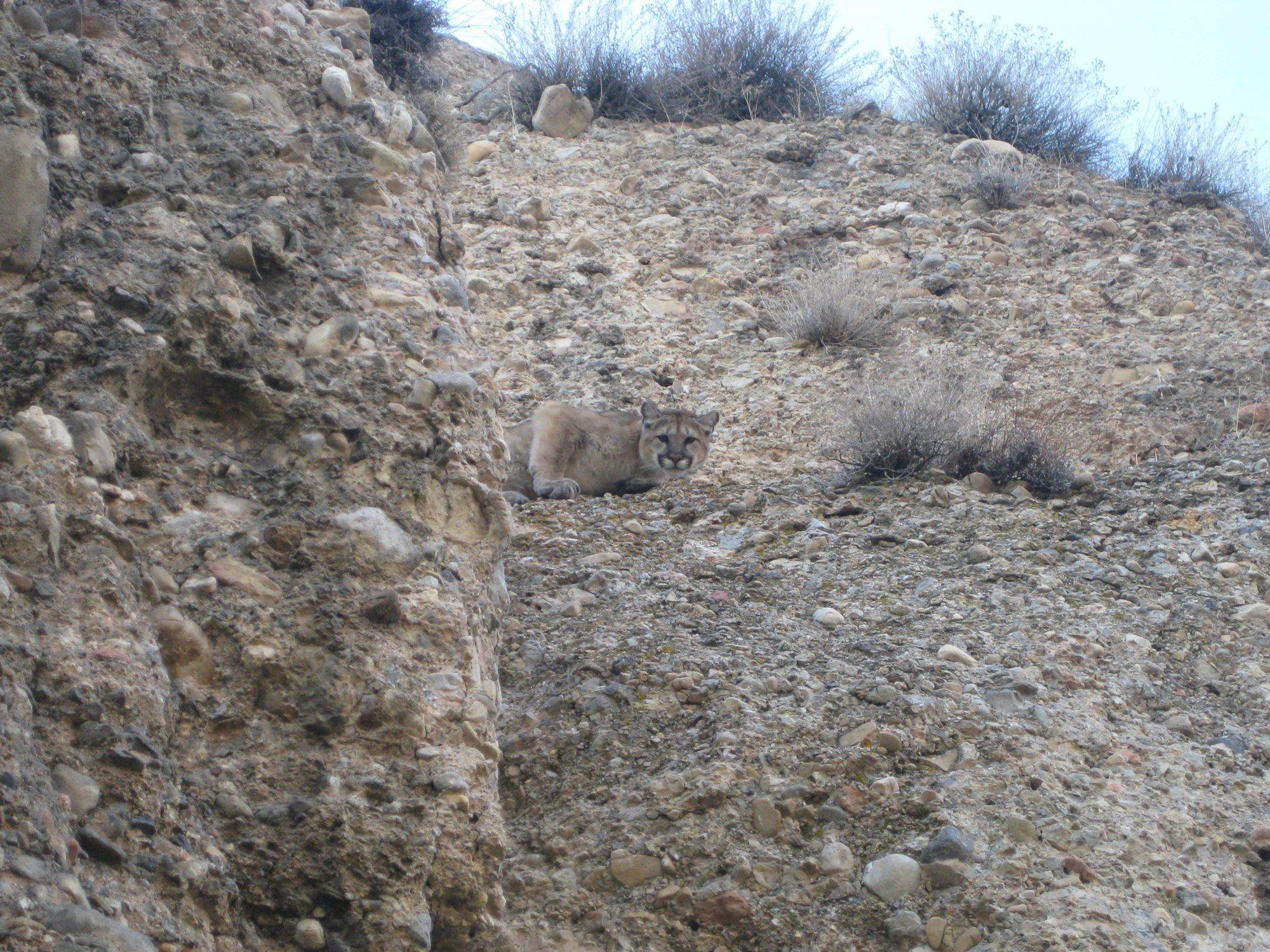 I nearly had a heart attack when I saw this guy while hiking today – rpics 3341 March 11, 2012