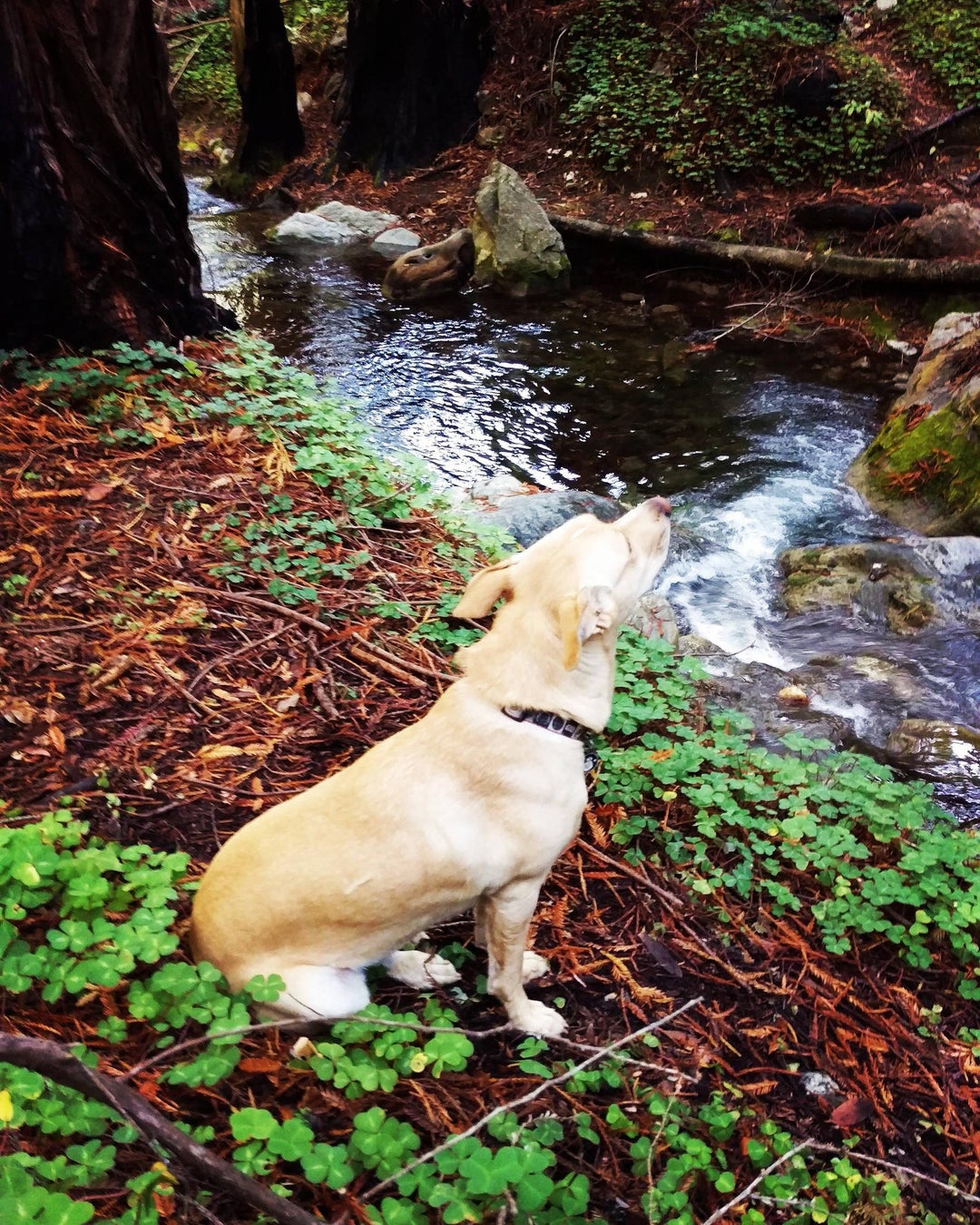 For my cake day, I give you Sam Enjoying the scenery on a recent hike.