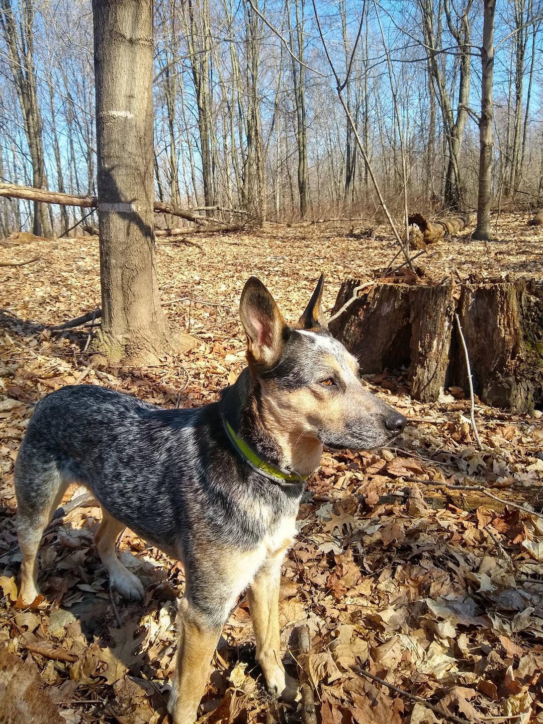 Bo is loving quarantine. The covidoldrums mean lots of long hikes hunts.