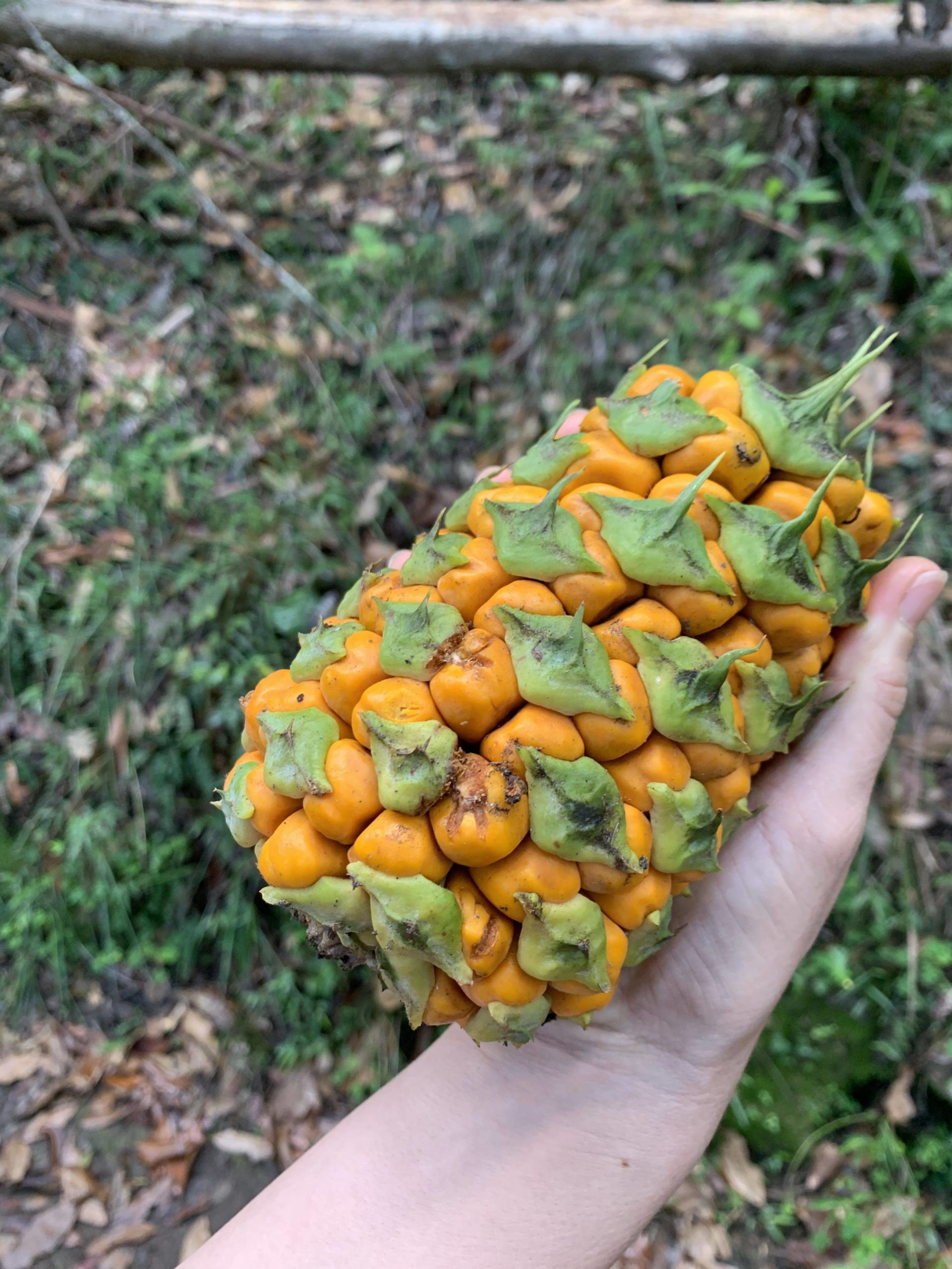 Found this on a hiking trail. Whats this plant