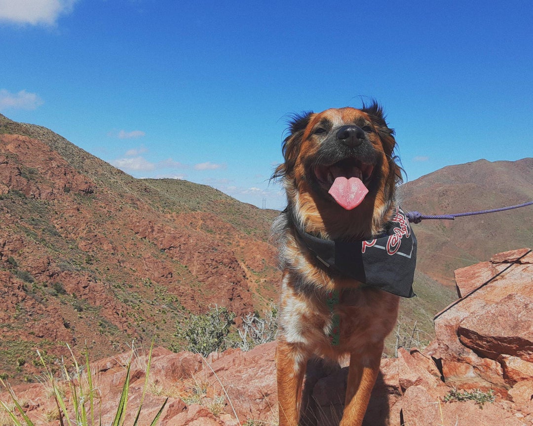 Me and my wiggle butt went on a hike this morning