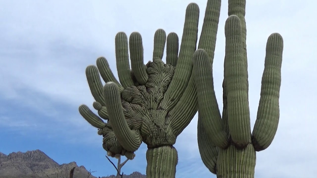 Hiking With My Son in Sabino Canyon