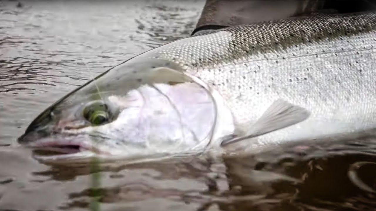 Steelhead Bank Fishing Adventure. SKETCHY CLIFF HIKING