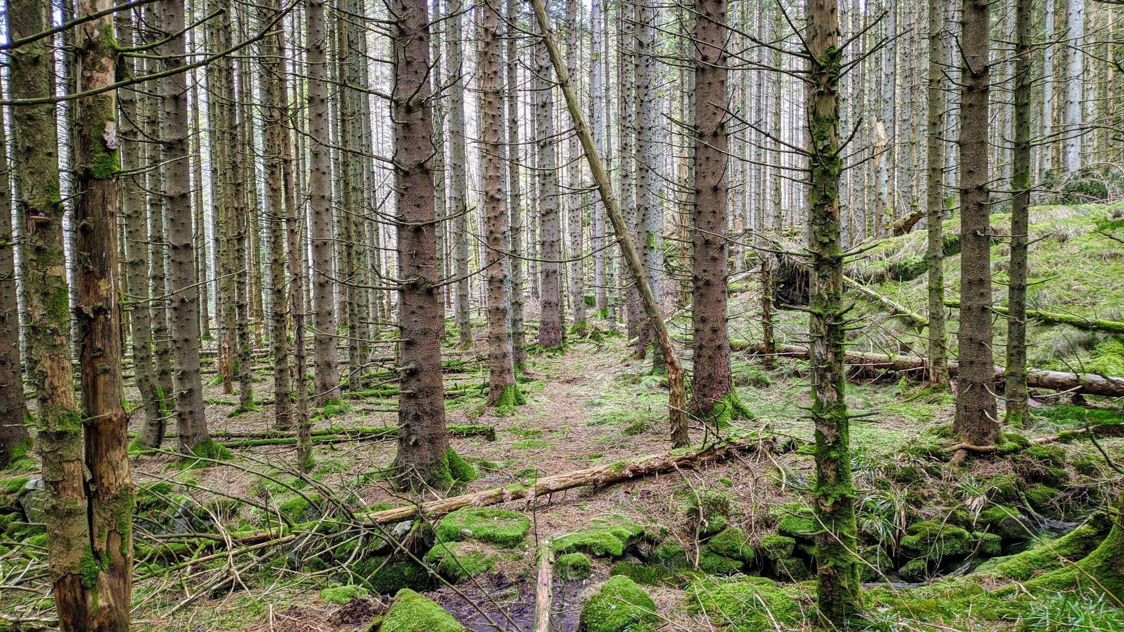 Hike through a local forest from this weekend