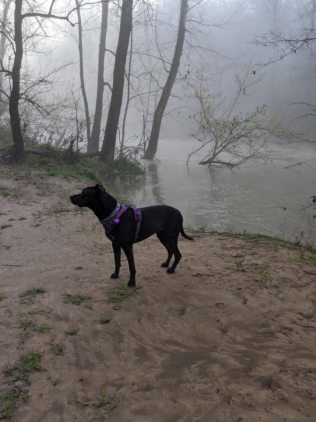 Misty morning hike at Elsie Holmes park