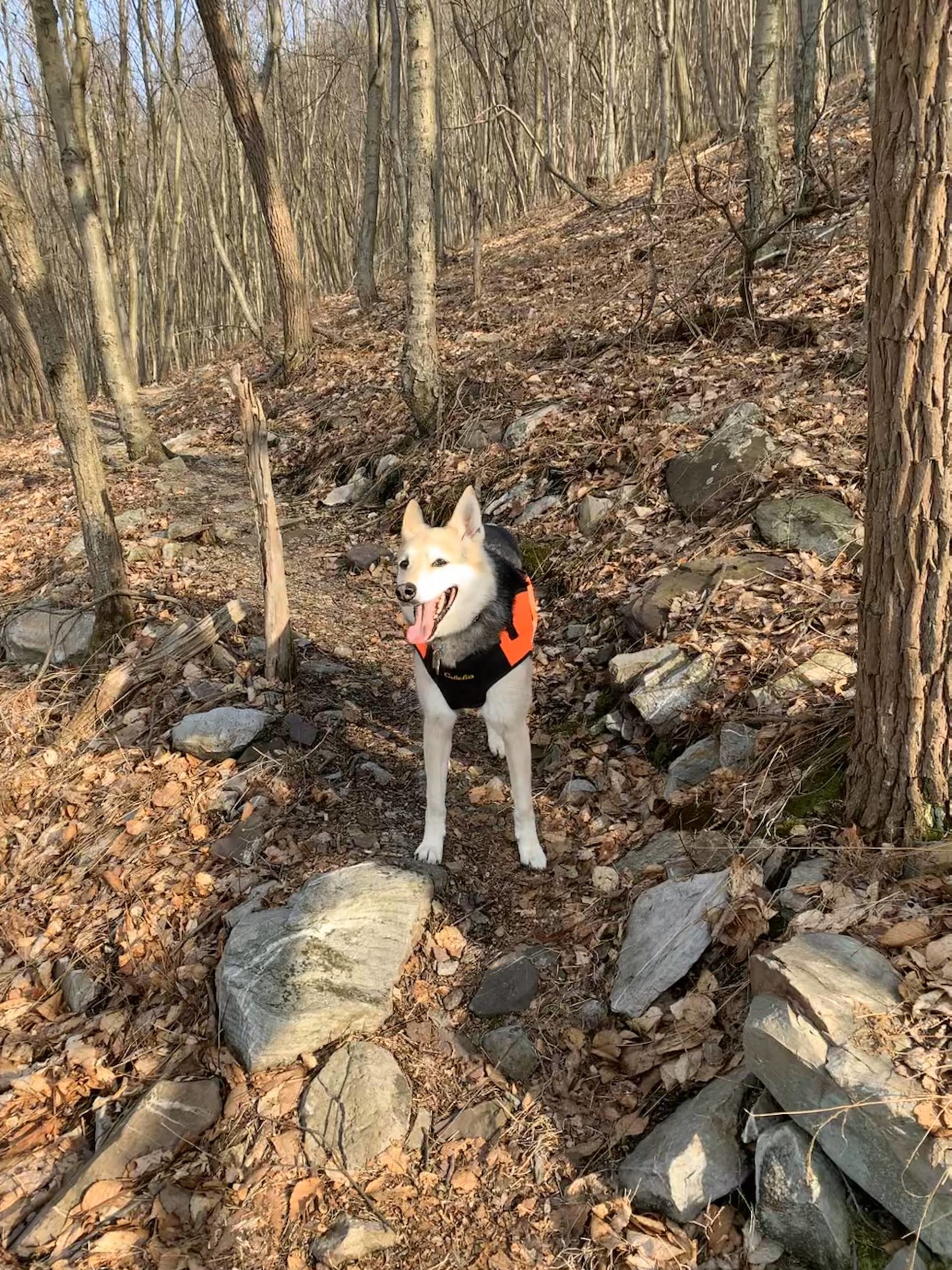 Lexie will be 11 in a few months and can still go on long hikes. Age is only a number