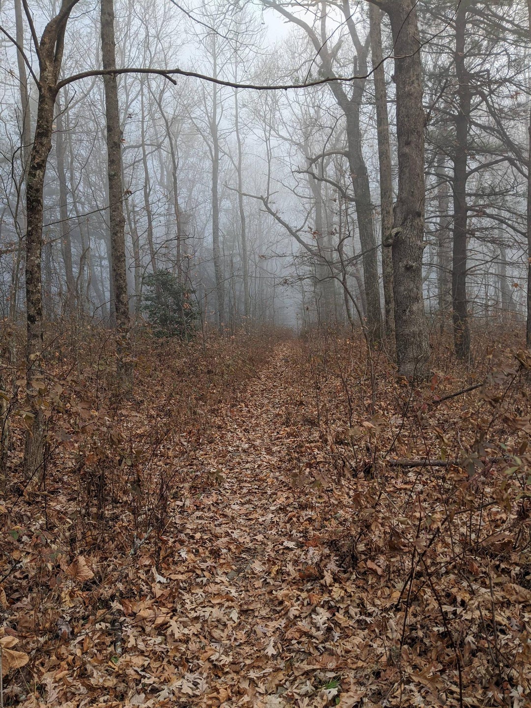 Picture from section hike in November, missing the spring hike, but staying hopeful for another fall section.