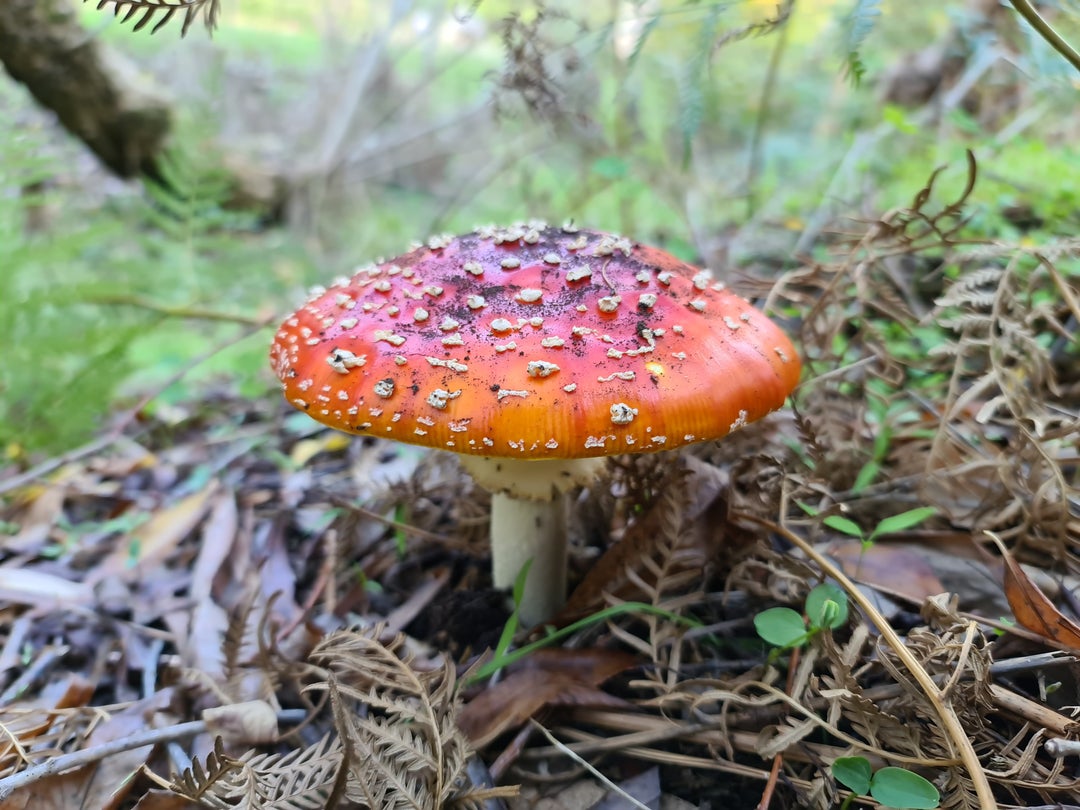 Spotted a lovely looking Amanita Muscaria on my hike at Belair yesterday