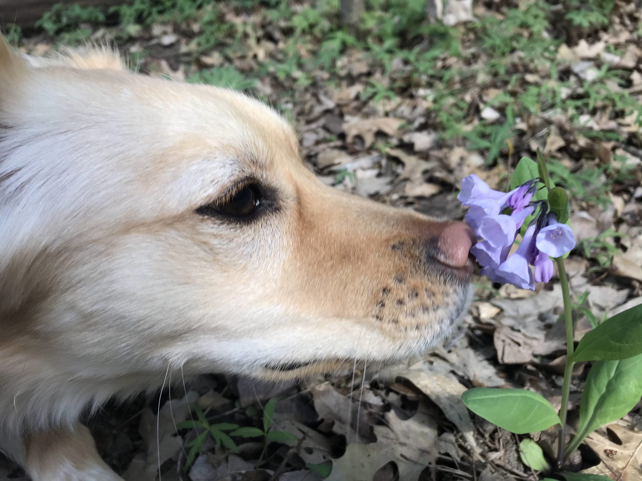 Really pleased with the picture I caught of my pup and a flower on a hike