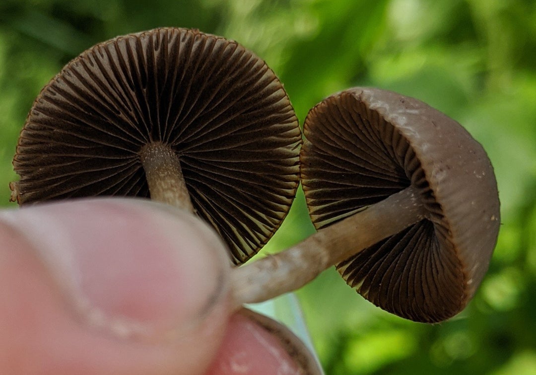 Went hiking and spotted some shrooms, any of these easily identifyable