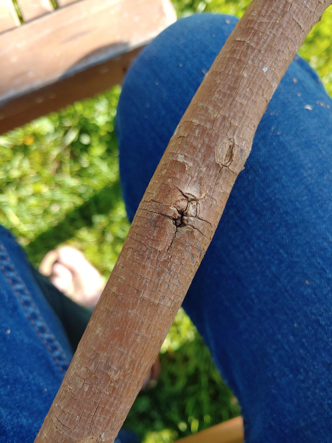 Trying to ID this branch Im turning into a hiking stick