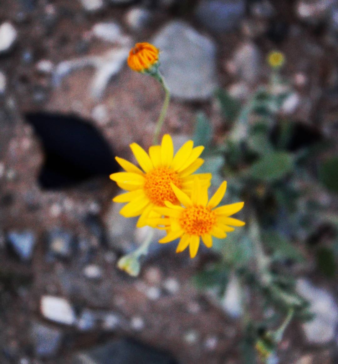 nature outdoors elpaso sunflower flowers