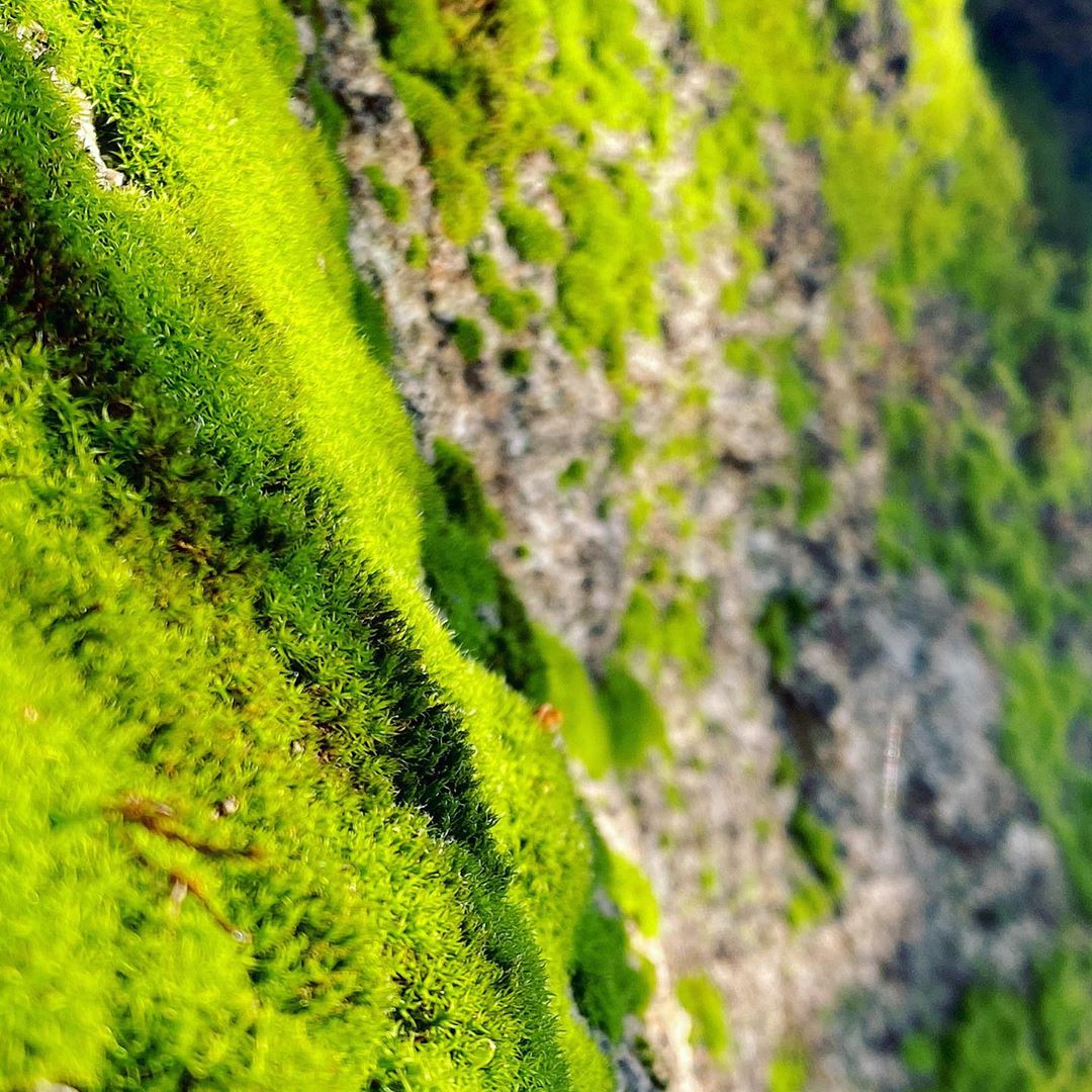 Moss Microworld, Newport Beach quarantine selfisolation corona nature biketrail specializedbi…