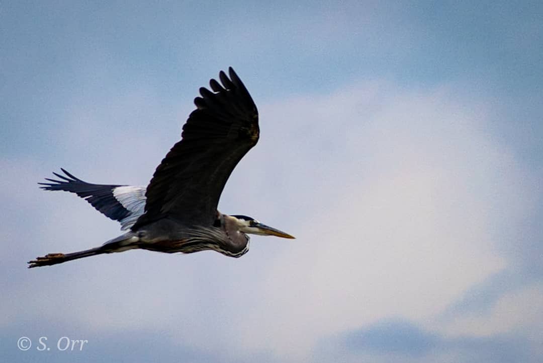 Grace…photography naturephotography nikon outdoors wildlife fineartphotography heron y…